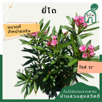 ราคา ยี่โถ ต้นยี่โถ กระถาง 11 นิ้ว ไม้แดด ต้นใหญ่สวยมาก ออกดอกตลอดปี (14604215672)