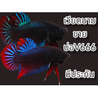 ราคา ปลากัด เวียดนามสายกัดคมไวคละสี บ่อ666 9เดือน ชาย มีประกัน (16020095055)
