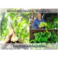 ราคา หน่อกล้วยน้ำว้ามะลิอ่อง แท้ 100 ราคาหน่อละ 34 บาท (9492738178)
