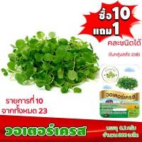 ราคา ซื้อ10แถม1 ฟรีคู่มือ เมล็ดพันธุ์ วอเตอร์เครส WATER CRESS 0 2 กรัม 800 เมล็ด ทำมะชาดฟาร์ม ผักสลัด เมล็ดพันธุ์สลัด เมล็ดสลัด เม็ดผักสลัด (2582300442)