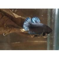 ราคา ราคาส่ง ปลากัดอินโดแท้ หนังหนาๆ รอย 1 2 1 5 (18483070364)