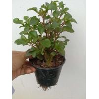 ราคา วอเตอร์เครสญี่ปุ่นสีแดง ต้นพันธุ์วอเตอร์เครสสีแดง กระถาง4นิ้ว (7188880618)