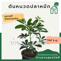 ราคา ต้นหนวดปลาหมึก ในกระถาง 5 6 นิ้ว (7932154967)