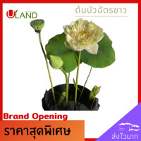 ราคา Uland ต้นบัวฉัตรขาว ต้นบัว บัวฉัตรขาว บัวฉัตร ดอกบัวขาว บัวหลวง บัวไหว้พระ สวนบัว (9503391943)