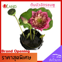 ราคา Uland ต้นบัวฉัตรชมพู ต้นบัว บัวฉัตรชมพู บัวฉัตร ดอกบัวชมพู บัวหลวง บัวไหว้พระ สวนบัว (9503381423)