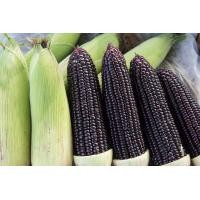 ราคา รวมเมล็ดพันธุ์ข้าวโพด เมล็ดพันธุ์ข้าวโพด ข้าวโพดหวาน ข้าวโพดเทียนรวม ข้าวโพดข้าวเหนียวดำ นิลสยาม หวานละไม (8239058232)