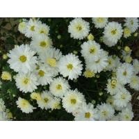 ราคา ต้นกล้าเก็กฮวย สีขาว ต้นละ 19 บาท ขายเป็นต้นๆ พร้อมปลูก ห่อตุ้มส่งนะคะ (17555196223)