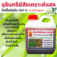 ราคา จุลินทรีย์สังเคราะห์แสง PSB ออร์แกนิกแท้ ขนาด 1 ลิตร (11309234433)