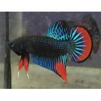 ราคา ปลากัดป่า สายพันธุ์พัฒนา ภาคตะวันออก ปลากัดหายาก ลูกเพาะจากฟาร์ม สีเขียวดำหางเสี้ยวพระจันทร์วงแดง (17974954152)