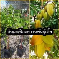 ราคา ต้นมะเฟืองหวานพันธุ์เตี้ย ลูกใหญ่ดกรสชาติหวานอร่อยมาก ต้นพันธุ์กิ่งตอน ต้นสูง 60 80 ซม (16891257119)