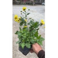 ราคา ต้นพันธุ์เก็กฮวย ดอกสีเหลือง พร้อมปลูกในถุงดำ 29 บาท (9434055675)