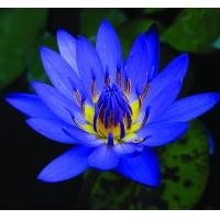 ราคา 5 เมล็ด เมล็ดบัว ดอกสีน้ำเงิน ดอกใหญ่ ของแท้ 100 เมล็ดพันธุ์บัวดอกบัว ปลูกบัว เม็ดบัว สวนบัว บัวอ่าง Lotus seeds (4248400521)