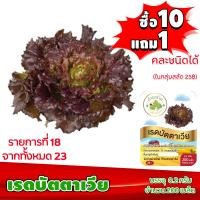 ราคา ซื้อ10แถม1 ฟรีคู่มือ เมล็ดพันธุ์ เรดบัตตาเวีย RED BATAVIA 0 2 กรัม 200 เมล็ด ทำมะชาดฟาร์ม ผักสลัด เมล็ดพันธุ์สลัด เมล็ดสลัด เม็ดผักสลัด (2585164297)