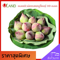 ราคา Uland ดอกบัวฉัตรชมพู ตูม ขนาดใหญ่ 10 ดอก ดอกบัวขาว ดอกบัวไหว้พระ ดอกบัวสำหรับพับ (17228677160)