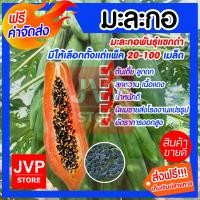 ราคา ส่งฟรี เมล็ดมะละกอพันธุ์แขกดำ มีให้เลือกตั้งแต่แพ็ค 20 100เมล็ด Papaya seeds ปลูกง่าย ต้นเตี้ย ลูกดก สุกหวาน เนื้อแดง น้ำหนักดี (3401840071)