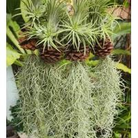 ราคา เคราฤาษี หนวดฤาษี ทิลแลนเซีย พืชฟอกอากาศ พร้อมแขวน ไม้รากอากาศ เลี้ยงง่าย เหมาะสำหรับตกแต่งบ้าน สวยๆ (18432016974)