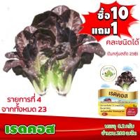 ราคา ซื้อ10แถม1 ฟรีคู่มือ เมล็ดพันธุ์ เรดคอส RED COS 0 2 กรัม 200 เมล็ด ทำมะชาดฟาร์ม ผักสลัด เมล็ดพันธุ์สลัด เมล็ดสลัด เม็ดผักสลัด (2580838336)