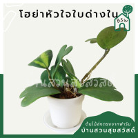 ราคา ต้นโฮย่าหัวใจ หัวใจทศกันต์ ใบด่างใน ในกระถาง 4 นิ้ว พร้อมลวดแขวน Hoya kerrii (12482226806)
