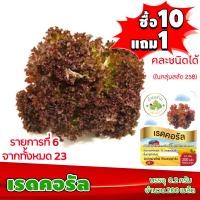 ราคา ซื้อ10แถม1 ฟรีคู่มือ เมล็ดพันธุ์ เรดคอรัล RED CORAL 0 2 กรัม 200 เมล็ด ทำมะชาดฟาร์ม ผักสลัด เมล็ดพันธุ์สลัด เมล็ดสลัด เม็ดผักสลัด (2581096957)