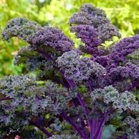 ราคา เมล็ดพันธุ์ เคลใบหงิก สีม่วง Redbor Kale F1 Seed บรรจุ 10 เมล็ด เมล็ดพันธุ์พืช เมล็ดพันธุ์ผัก เมล็ดพันธุ์ดอกไม้ ของแท้ (4701170752)