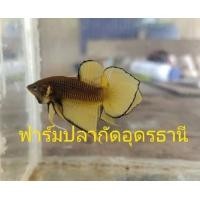 ราคา ปลากัดสวยงาม เพื่อคุณภาพที่ดีกว่าเดิม ซื้อ1แถม1 ปลากัดสายพัฒนา ปลากัดแก้มเหลือง ตัวผู้ เกรดสวยงาม หางใบโพธิ์ (11227146757)