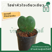 ราคา ต้นโฮย่าหัวใจใบเดียว มาในกระถางพร้อมตั้ง Hoya kerrii (3594594248)