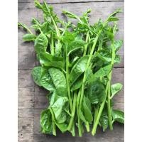 ราคา เมล็ดพันธุ์ เมล็ดผักปรัง ผักปลัง ผักปัง ผักปลังเขียว 300 เมล็ด 10 แถม 1 คละได้ (9471949704)