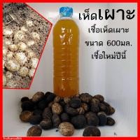 ราคา เชื้อเห็ดเผาะ น้ำสปอร์และเส้นใยเห็ดเผาะ เกิด100 ขวด600ml พร้อมวิธีปลูก เชื้อเห็ด (18883821003)