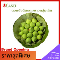 ราคา Uland ดอกบัวฉัตรขาวตูม ขนาดเล็ก 19 ดอก ดอกบัวขาว ดอกบัวไหว้พระ ดอกบัวประดับตกแต่ง ดอกบัวสำหรับพับ สวยงาม (8657820457)