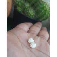 ราคา เม็ดมะยม เม็ดงาช้างแท้ นำไปร้อยสร้อย เม็ดงาช้าง ขนาด 8 mm ราคาต่อเม็ด สำหรับนำไปร้อยสร้อย (7551421758)