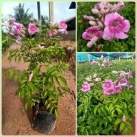 ราคา ทองอุไรชมพู ต้นสวยพร้อมติดดอก แข็งแรงมาก ต้นสูงประมาณ 40 ซม (15889739254)