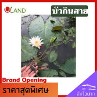 ราคา Uland บัวกินสาย บัวสาย ต้นเล็กและต้นใหญ่ สายบัว ปลูกง่าย ประโยชน์มากมาย (9223842242)