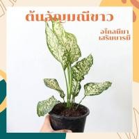 ราคา ต้นอัญมณีขาว อโกลนีมา ไม้มงคลในกระถาง 5 6 นิ้ว (3591212596)