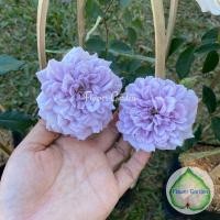 ราคา กุหลาบRainny blue เรนนี่บลู ดอกหอมฟิน เลี้ยงง่ายมาก โตเร็ว กุหลาบเลื้อย (6458068466)