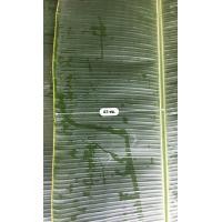 ราคา ใบตองกล้วยตานี กล้วยพังลา สีเขียวเข้ม น้ำหนัก 3 กิโลกรัม (16583186821)