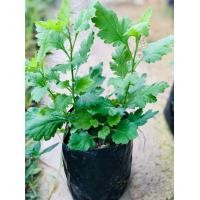 ราคา ต้นพันธุ์เก็กฮวย ดอกสีเหลือง พร้อมปลูกในถุงดำ 39 บาท (9434147165)