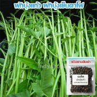 ราคา เมล็ดพันธุ์ ผักบุ้งเย็นตาโฟ ผักบุ้งแก้ว 90 1100 เมล็ด ปลูกง่าย โตเร็ว ทานอร่อย ซื้อ10 แถม 1 คละได้ (18502002568)