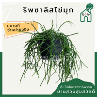 ราคา ริพซาลิส ไข่มุก ในกระถาง 4 นิ้ว Mistletoe Cactus (18606969921)