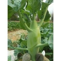 ราคา เมล็ดพันธุ์ เมล็ดคะน้าเห็ดหอม คะน้าต้น คะน้าหอม 1000 เมล็ด 10 เเถม 1 คละได้ (9472031025)