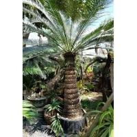 ราคา หน่อ ปรงชะเมา Cycas chamaoensis หายากมาก นานๆจะมาสักที มีจำนวนจำกัด เนื่องจากต้นโตช้ามาก (9107943811)