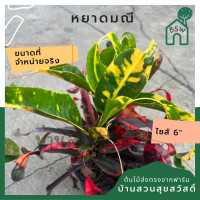 ราคา ต้นโกสน หยาดมณี พร้อมกระถาง 6 นิ้ว (15350464735)