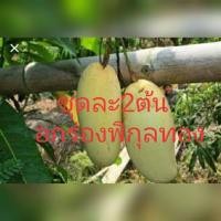 ราคา มะม่วงอกร่องพิกุลทอง 2ต้น ต้นใหญ่80ซม (7677317530)