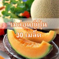 ราคา เมล่อนญี่ปุ่น เมล็ดเมล่อน เมล็ดผัก เมล็ดพันธุ์ เนื้อส้ม 30 เมล็ด (12530499908)