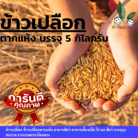 ราคา ข้าวเปลือก ข้าวเปลือกตากแห้ง ข้าวเปลือกไก่ อาหารสัตว์ ข้าวไก่ อาหารเลี้ยงเป็ด ไก่ นก สัตว์ บรรจุถุง สะอาด จากเกษตรกรโดยตรง (8558405430)