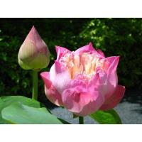 ราคา เมล็ดพันธุ์บัวหลวงพร้อมคู่มือเพาะปลูก มี2แบบ 1 บัวหลวงสีชมพูบรรจุชุด 10 เมล็ด ราคา 50 บาท 2 บัวหลวงสีขาวบรรจุชุด10 เมล็ด ราคา 50 บาท มีเมล็ดพันธุ์ผักสวนครัวแถมให้ฟรีอีก (9252814041)