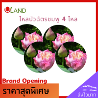 ราคา Uland ไหลบัวฉัตรชมพู ชุด 4 ไหล ไหลบัว บัวฉัตรชมพู หลดบัว บัวฉัตร ดอกบัวชมพู บัวหลวง (8356614555)