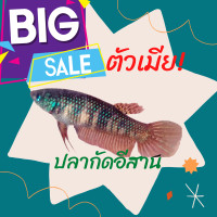 ราคา ปลากัดตัวเมีย 1 ตัว สายพันธุ์ป่าส่งด่วน รับประกันสินค้า ตัวใหญ่ คุ้ม (17573456807)