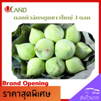 ราคา Uland ดอกบัวฉัตรขาว ตูม ขนาดใหญ่ 3 ดอก ดอกบัวขาว ดอกบัวไหว้พระ ดอกบัวสำหรับพับ (9633272716)