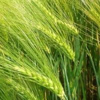 ราคา เมล็ดพันธุ์ ข้าวบาร์เลย์ Barley Rice Seed บรจจุ 100 เมล็ด คุณภาพดี ราคาถูก ของแท้ 100 (4727036163)