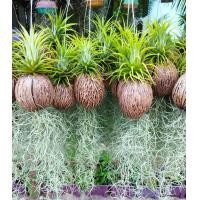 ราคา เคราฤาษี หนวดฤาษี ทิลแลนเซีย พืชฟอกอากาศ พร้อมแขวน ไม้รากอากาศ เลี้ยงง่าย เหมาะสำหรับตกแต่งบ้าน สวยๆ (12493994287)